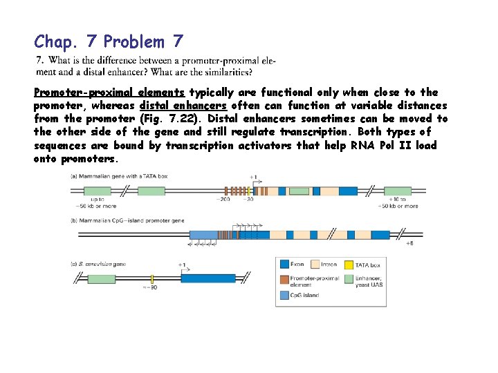 Chap. 7 Problem 7 Promoter-proximal elements typically are functional only when close to the