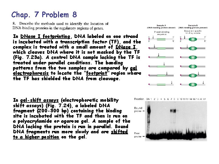 Chap. 7 Problem 8 In DNase I footprinting, DNA labeled on one strand is