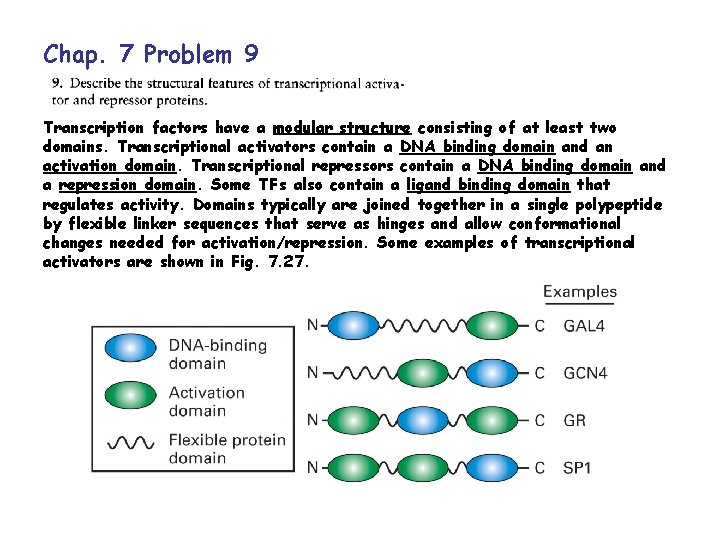 Chap. 7 Problem 9 Transcription factors have a modular structure consisting of at least