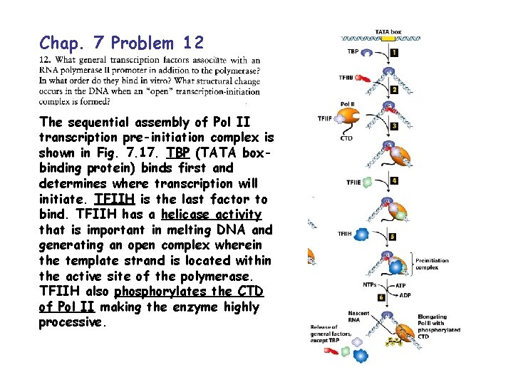 Chap. 7 Problem 12 The sequential assembly of Pol II transcription pre-initiation complex is