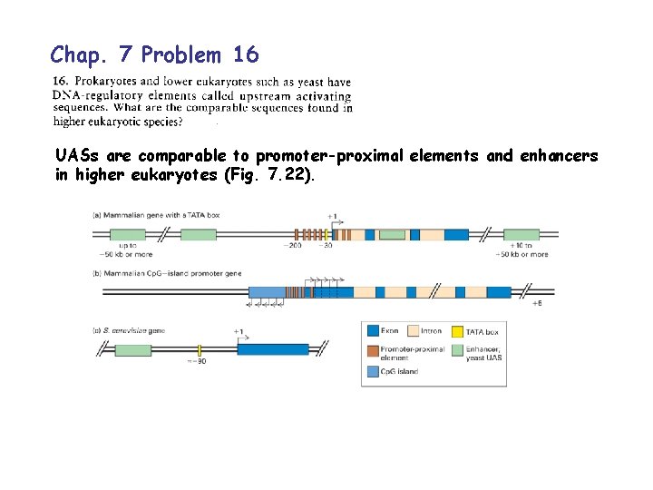Chap. 7 Problem 16 UASs are comparable to promoter-proximal elements and enhancers in higher
