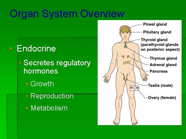 Organ System Overview • Endocrine • Secretes regulatory hormones • Growth • Reproduction •