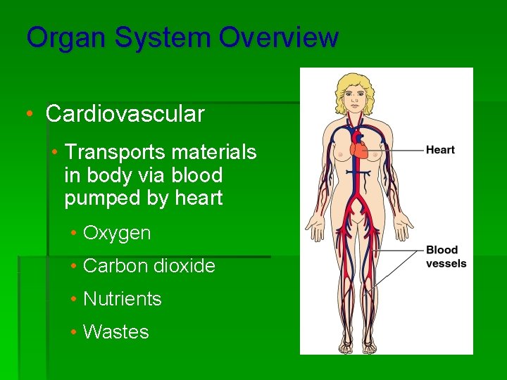 Organ System Overview • Cardiovascular • Transports materials in body via blood pumped by