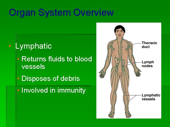 Organ System Overview • Lymphatic • Returns fluids to blood vessels • Disposes of
