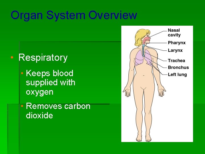 Organ System Overview • Respiratory • Keeps blood supplied with oxygen • Removes carbon