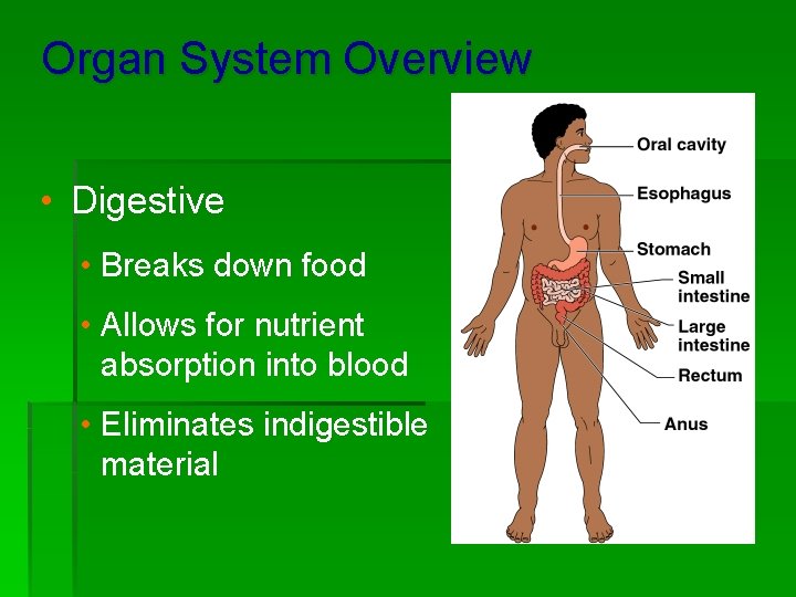 Organ System Overview • Digestive • Breaks down food • Allows for nutrient absorption