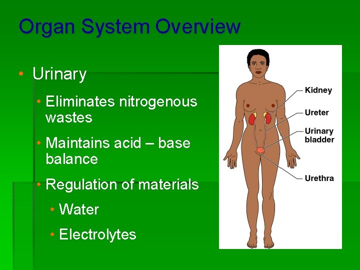 Organ System Overview • Urinary • Eliminates nitrogenous wastes • Maintains acid – base