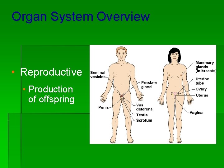 Organ System Overview • Reproductive • Production of offspring 