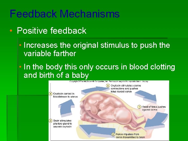 Feedback Mechanisms • Positive feedback • Increases the original stimulus to push the variable