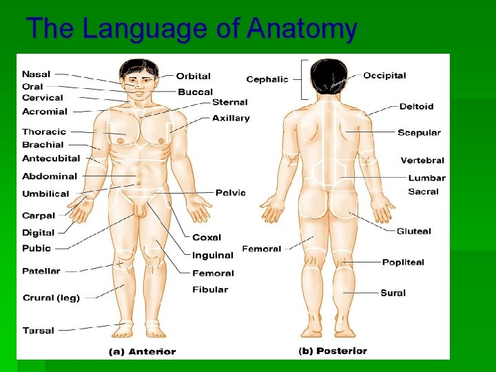 The Language of Anatomy 