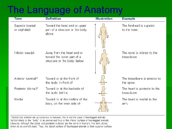 The Language of Anatomy 