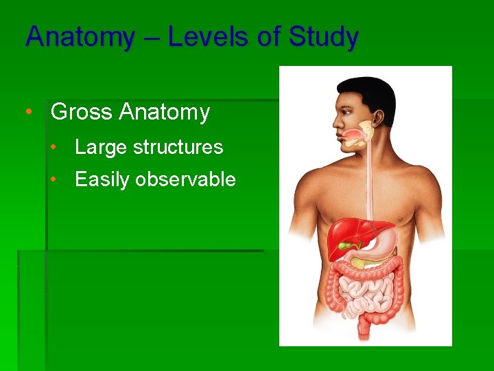 Anatomy – Levels of Study • Gross Anatomy • Large structures • Easily observable