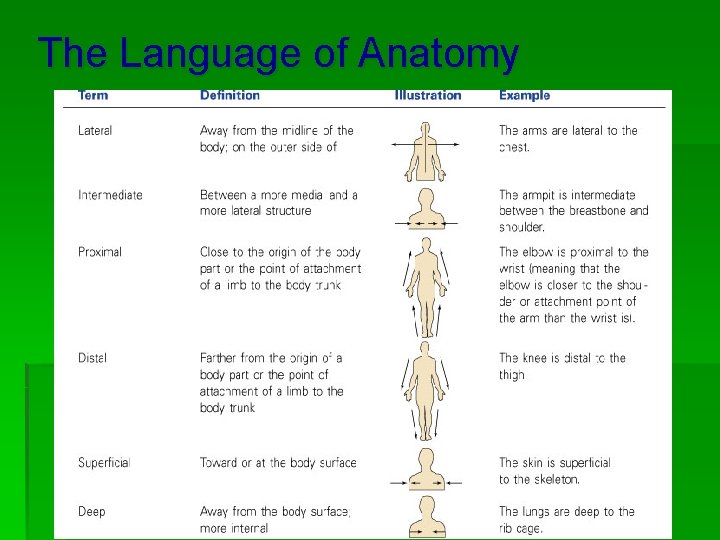 The Language of Anatomy 