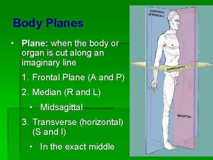 Body Planes • Plane: when the body or organ is cut along an imaginary