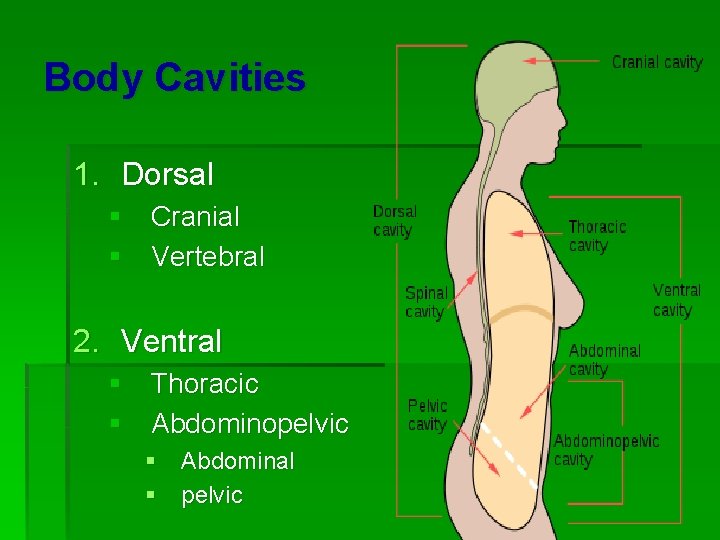 Body Cavities 1. Dorsal § Cranial § Vertebral 2. Ventral § Thoracic § Abdominopelvic