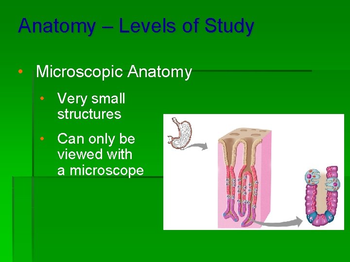 Anatomy – Levels of Study • Microscopic Anatomy • Very small structures • Can