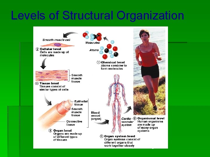Levels of Structural Organization Figure 1. 1 