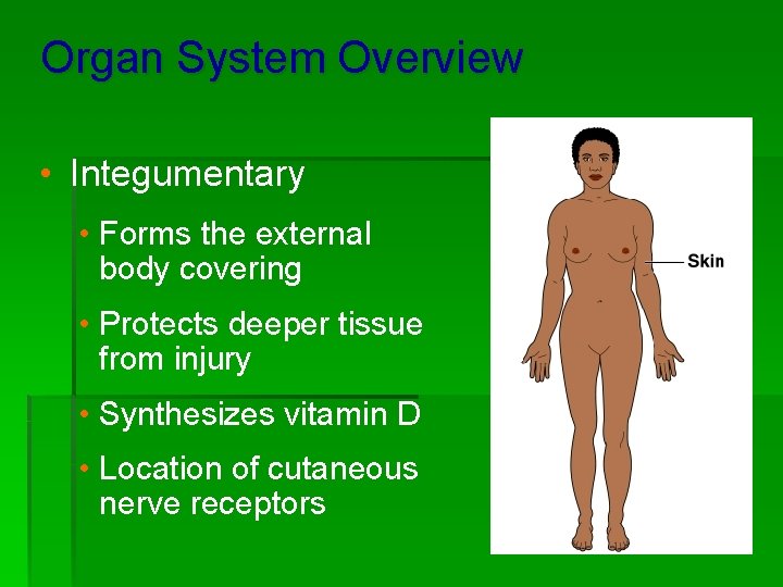 Organ System Overview • Integumentary • Forms the external body covering • Protects deeper