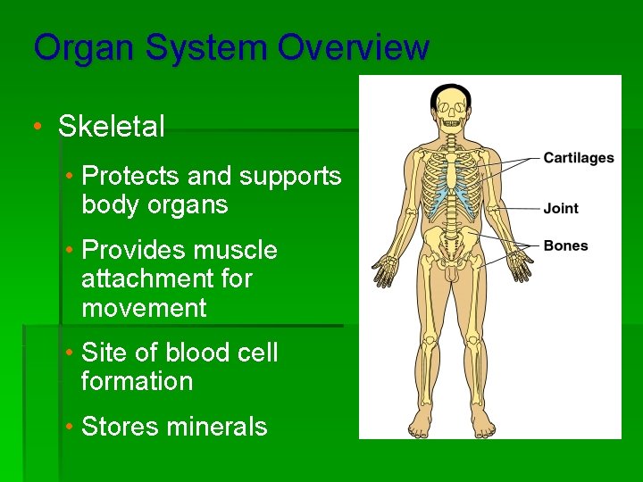 Organ System Overview • Skeletal • Protects and supports body organs • Provides muscle