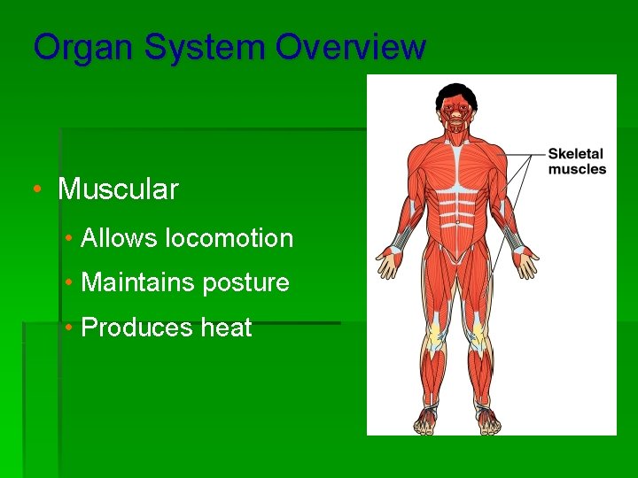 Organ System Overview • Muscular • Allows locomotion • Maintains posture • Produces heat