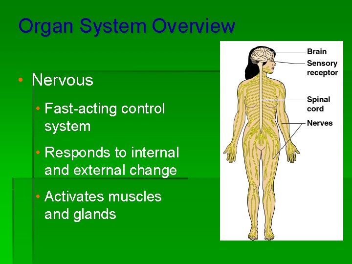 Organ System Overview • Nervous • Fast-acting control system • Responds to internal and
