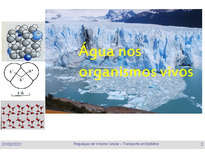 Água nos organismos vivos 07/03/2021 Regulaçao de Volume Celular – Transporte em Epitélios 2
