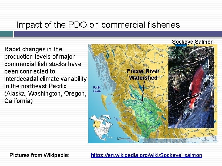 Impact of the PDO on commercial fisheries Sockeye Salmon Rapid changes in the production Impact of the PDO on commercial fisheries Sockeye Salmon Rapid changes in the production