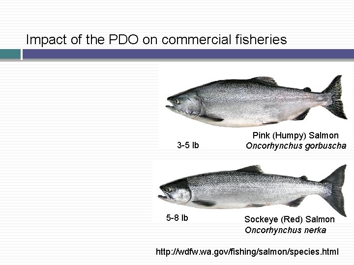 Impact of the PDO on commercial fisheries 3 -5 lb 5 -8 lb Pink Impact of the PDO on commercial fisheries 3 -5 lb 5 -8 lb Pink