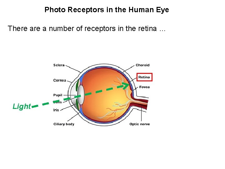 Photo Receptors in the Human Eye There a number of receptors in the retina