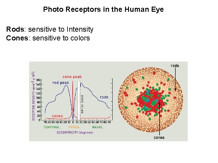 Photo Receptors in the Human Eye Rods: sensitive to Intensity Cones: sensitive to colors