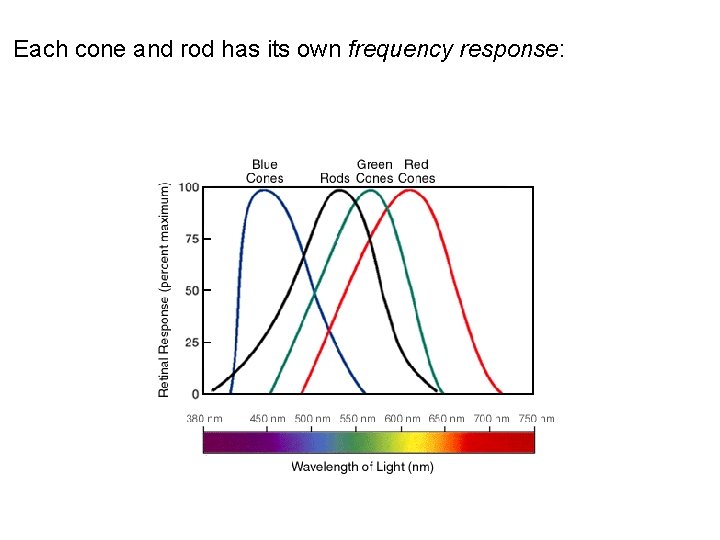 Each cone and rod has its own frequency response: 