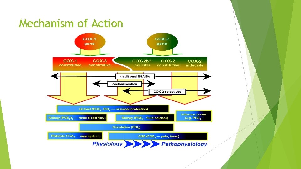 Mechanism of Action 
