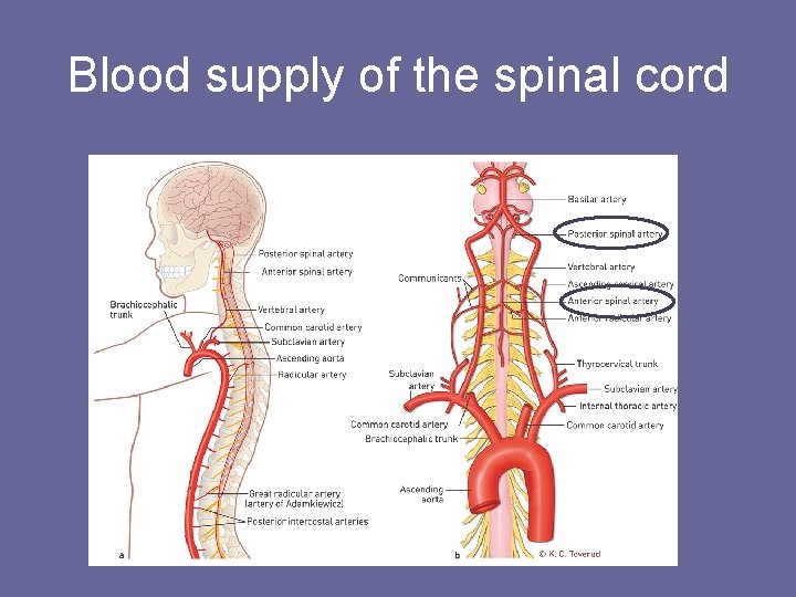 Blood supply of the spinal cord 