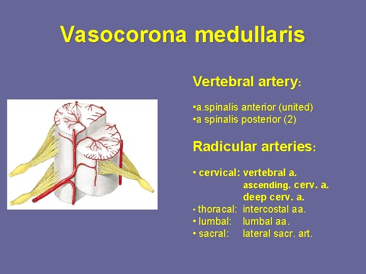 Vasocorona medullaris Vertebral artery: • a. spinalis anterior (united) • a spinalis posterior (2)