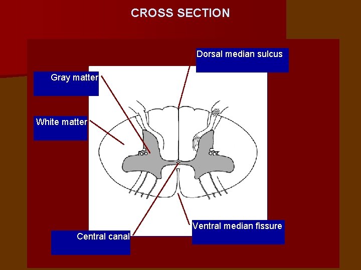 CROSS SECTION Dorsal median sulcus Gray matter White matter Ventral median fissure Central canal