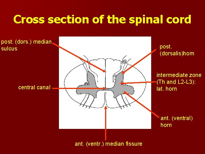 Cross section of the spinal cord post. (dors. ) median sulcus post. (dorsalis)horn intermediate