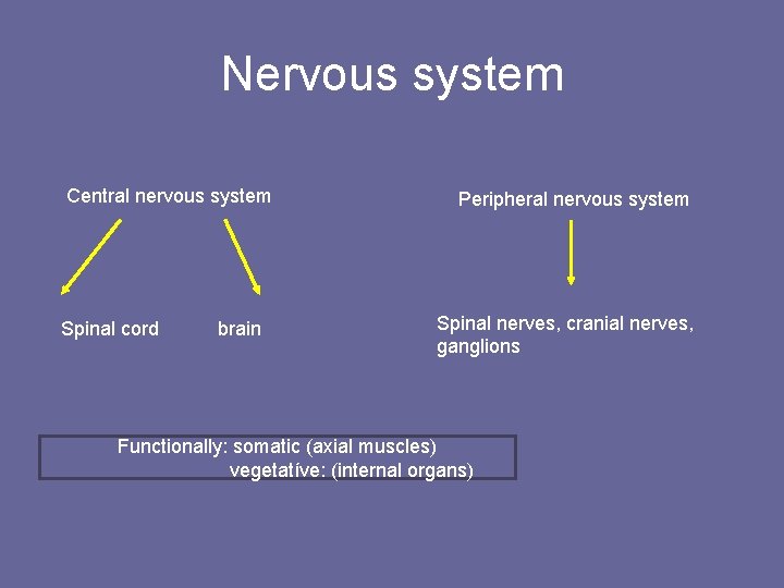 Nervous system Central nervous system Spinal cord brain Peripheral nervous system Spinal nerves, cranial