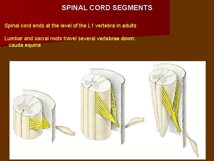 SPINAL CORD SEGMENTS Spinal cord ends at the level of the L 1 vertebra