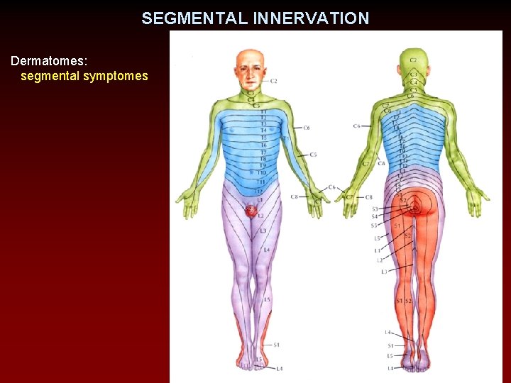 SEGMENTAL INNERVATION Dermatomes: segmental symptomes 