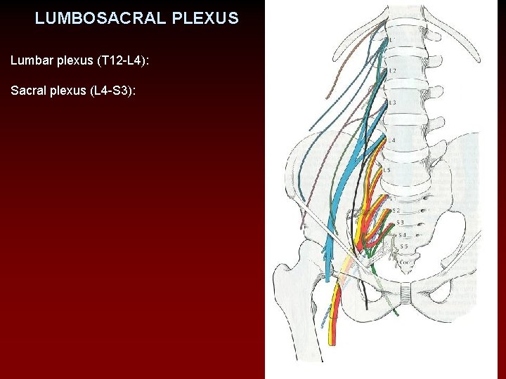 LUMBOSACRAL PLEXUS Lumbar plexus (T 12 -L 4): Sacral plexus (L 4 -S 3):