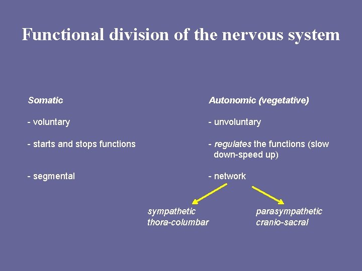 Functional division of the nervous system Somatic Autonomic (vegetative) - voluntary - unvoluntary -