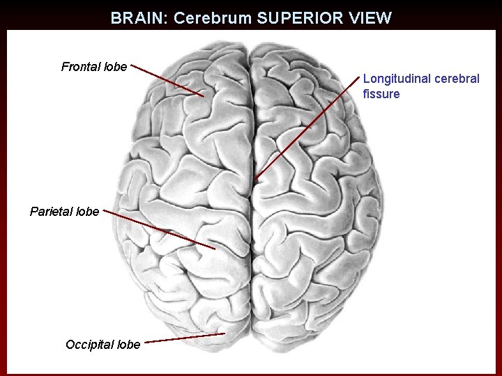 BRAIN: Cerebrum SUPERIOR VIEW Frontal lobe Parietal lobe Occipital lobe Longitudinal cerebral fissure 