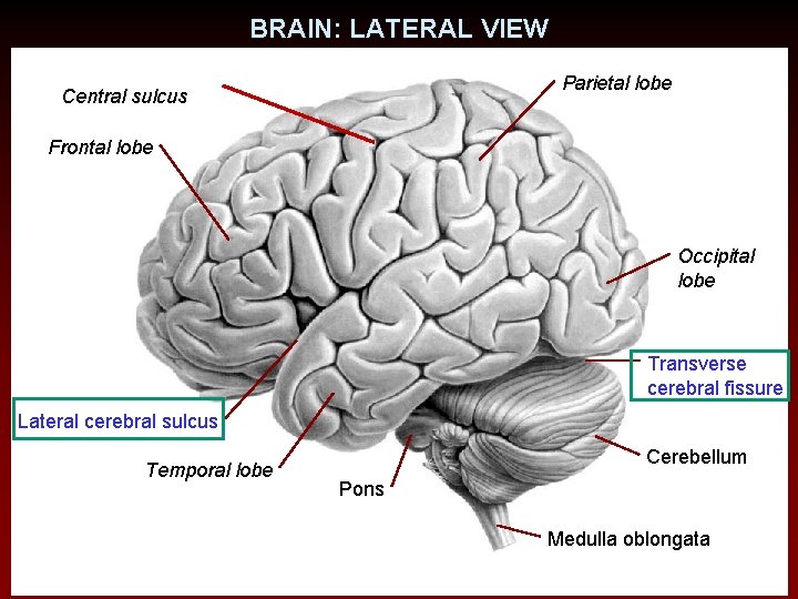 BRAIN: LATERAL VIEW Parietal lobe Central sulcus Frontal lobe Occipital lobe Transverse cerebral fissure