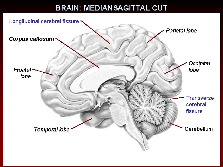 BRAIN: MEDIANSAGITTAL CUT Longitudinal cerebral fissure Parietal lobe Corpus callosum Occipital lobe Frontal lobe
