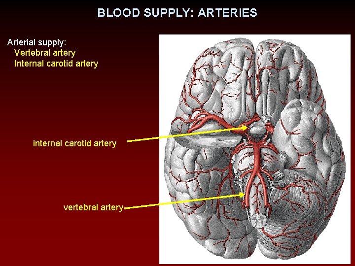 BLOOD SUPPLY: ARTERIES Arterial supply: Vertebral artery Internal carotid artery internal carotid artery vertebral