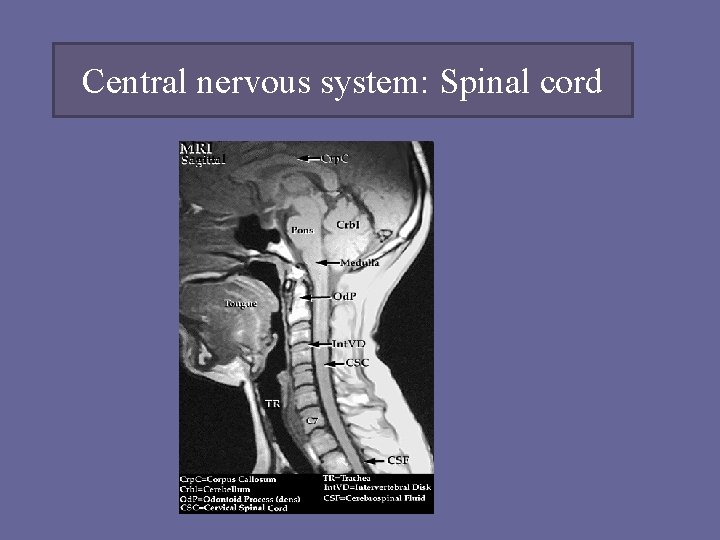 Central nervous system: Spinal cord 