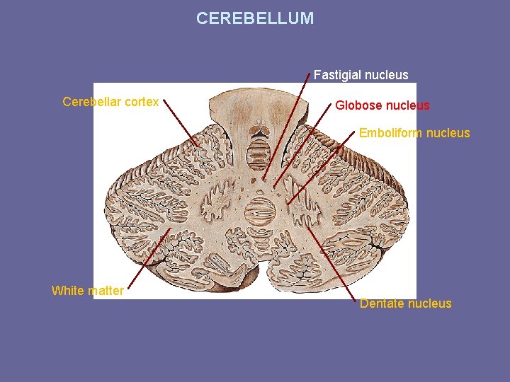 CEREBELLUM Fastigial nucleus Cerebellar cortex Globose nucleus Emboliform nucleus White matter Dentate nucleus 