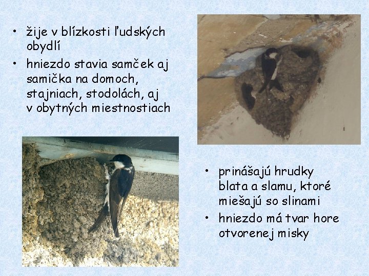  • žije v blízkosti ľudských obydlí • hniezdo stavia samček aj samička na