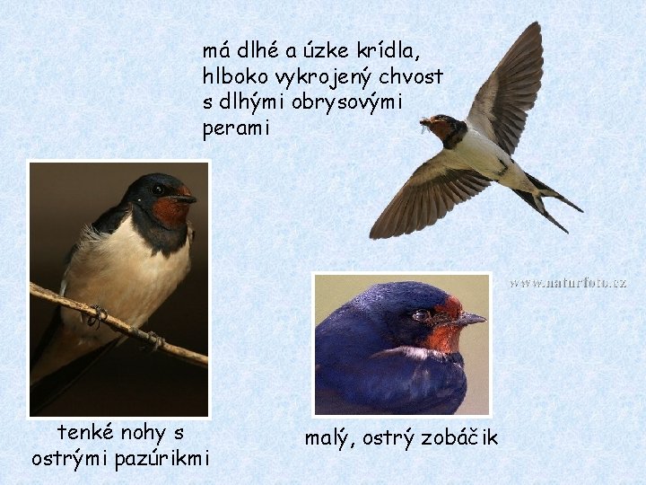 má dlhé a úzke krídla, hlboko vykrojený chvost s dlhými obrysovými perami tenké nohy