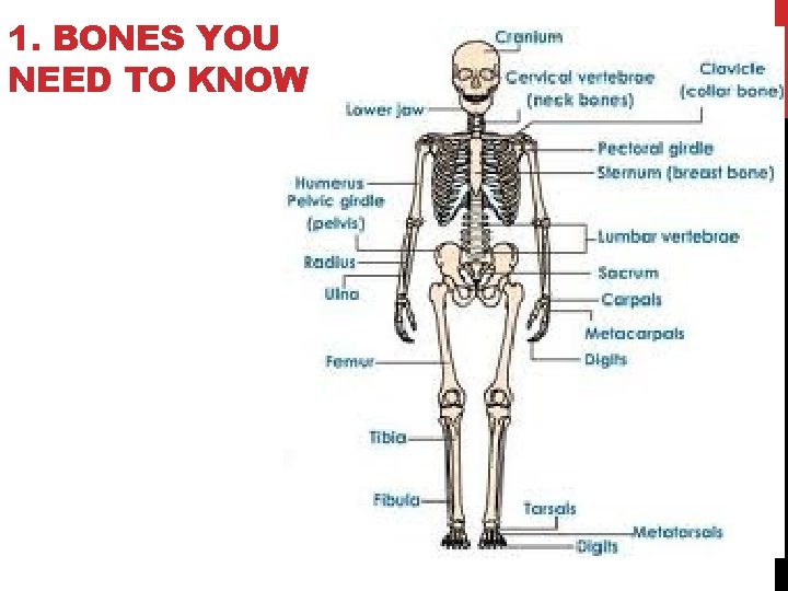 1. BONES YOU NEED TO KNOW 
